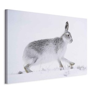 Obraz Rabbit 120 x 80 cm 573801
