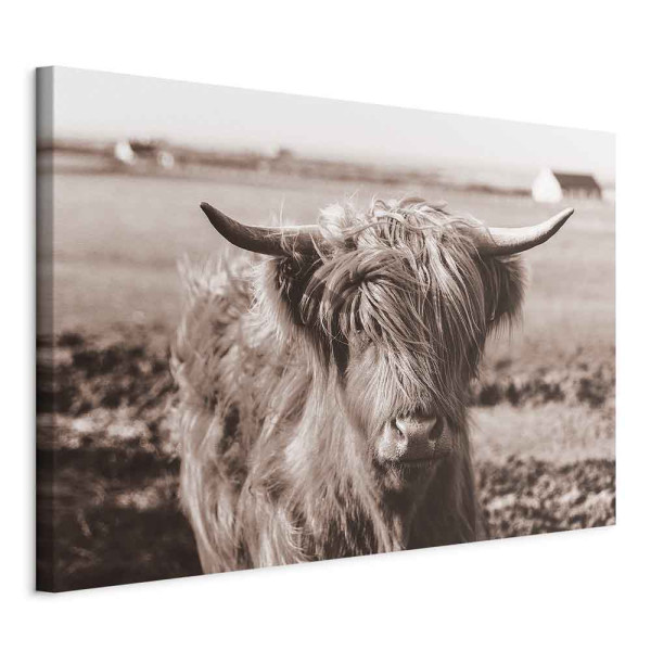 Obraz Szkocka krowa 120 x 80 cm 595055