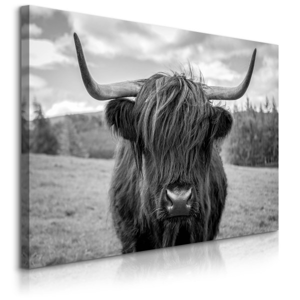 Obraz szkocka krowa na tle traw 90x60cm 727852
