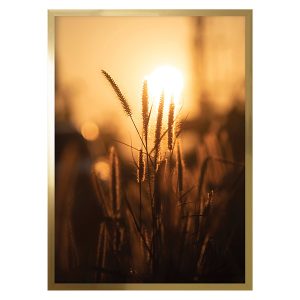 Obraz Trawy w Słońcu 50×70 cm 50067 Obraz Trawy w Słońcu 50×70 cm 50067