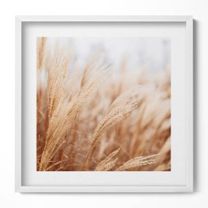 Obraz w białej ramie MDF, Natura boho trawy zboża 50×50 cm 414085