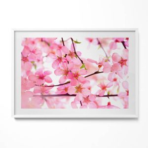 Obraz w białej ramie, Różowe kwiaty na gałęziach 100x70cm 414378 Obraz w białej ramie, Różowe kwiaty na gałęziach 100x70cm 414378
