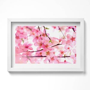 Obraz w białej ramie, Różowe kwiaty na gałęziach 30×20 cm 414226 Obraz w białej ramie, Różowe kwiaty na gałęziach 30×20 cm 414226