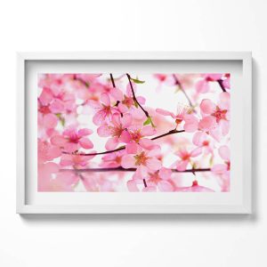Obraz w białej ramie, Różowe kwiaty na gałęziach 60×40 cm 413951 Obraz w białej ramie, Różowe kwiaty na gałęziach 60×40 cm 413951