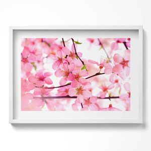 Obraz w białej ramie, Różowe kwiaty na gałęziach 70×50 cm 414088 Obraz w białej ramie, Różowe kwiaty na gałęziach 70×50 cm 414088