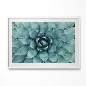 Obraz w białej ramie, Zielona roślina sukulent 100x70cm 413986 Obraz w białej ramie, Zielona roślina sukulent 100x70cm 413986
