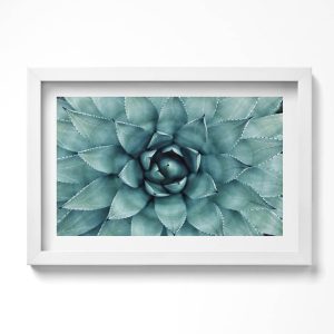 Obraz w białej ramie, Zielona roślina sukulent 30×20 cm 414159 Obraz w białej ramie, Zielona roślina sukulent 30×20 cm 414159