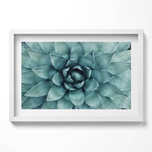 Obraz w białej ramie, Zielona roślina sukulent 60×40 cm 414219 Obraz w białej ramie, Zielona roślina sukulent 60×40 cm 414219