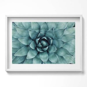 Obraz w białej ramie, Zielona roślina sukulent 70×50 cm 414232 Obraz w białej ramie, Zielona roślina sukulent 70×50 cm 414232