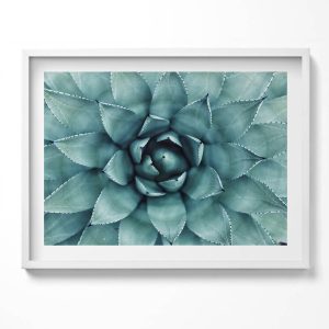Obraz w białej ramie, Zielona roślina sukulent 80×60 cm 414095 Obraz w białej ramie, Zielona roślina sukulent 80×60 cm 414095