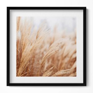 Obraz w czarnej ramie MDF, Natura boho trawy zboża 50×50 cm 414205 Obraz w czarnej ramie MDF, Natura boho trawy zboża 50×50 cm 414205