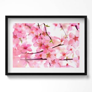 Obraz w czarnej ramie, Różowe kwiaty na gałęziach 70×50 cm 413956 Obraz w czarnej ramie, Różowe kwiaty na gałęziach 70×50 cm 413956