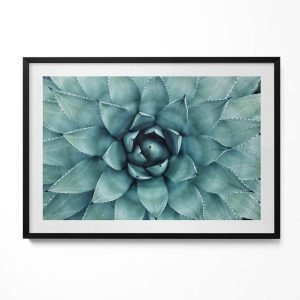 Obraz w czarnej ramie, Zielona roślina sukulent 100x70cm 414202 Obraz w czarnej ramie, Zielona roślina sukulent 100x70cm 414202