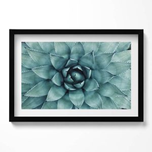 Obraz w czarnej ramie, Zielona roślina sukulent 60×40 cm 414107 Obraz w czarnej ramie, Zielona roślina sukulent 60×40 cm 414107