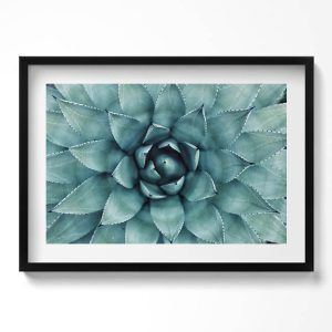 Obraz w czarnej ramie, Zielona roślina sukulent 70×50 cm 414290 Obraz w czarnej ramie, Zielona roślina sukulent 70×50 cm 414290