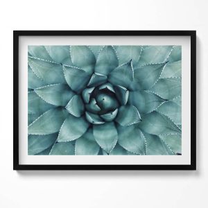 Obraz w czarnej ramie, Zielona roślina sukulent 80×60 cm 414203 Obraz w czarnej ramie, Zielona roślina sukulent 80×60 cm 414203