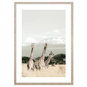 Obraz w ramie African Giraffes 53×73 cm 230569 Obraz w ramie African Giraffes 53×73 cm 230569