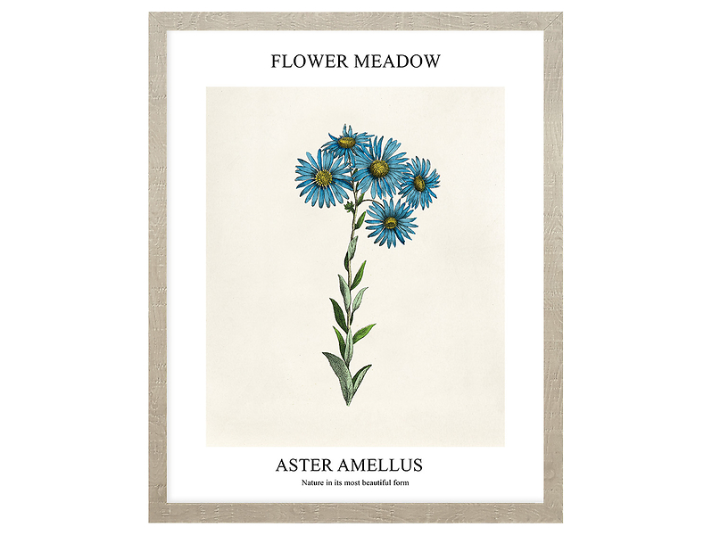 Obraz w ramie Aster Amellus 43x53 cm 230385