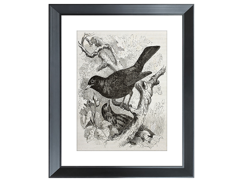 Obraz w ramie Birds On Branches 46x56 cm 230393