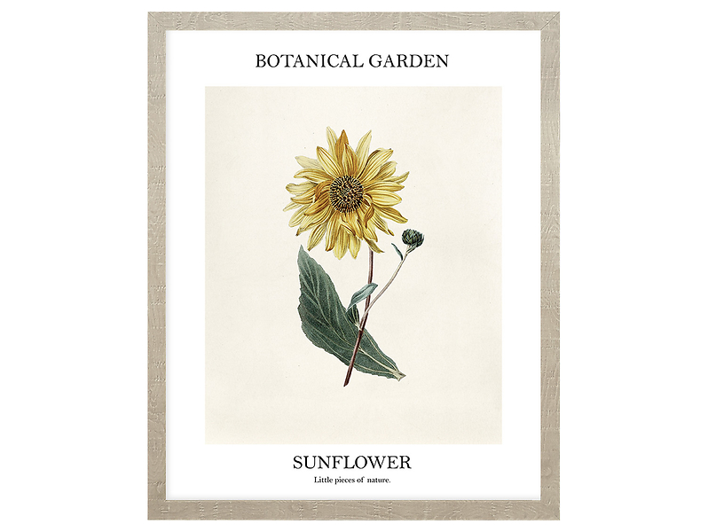 Obraz w ramie Botanical Garden Of Sunflower 43x53 cm 230383