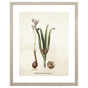 Obraz w ramie Botanical Plant No. 1 43×53 cm 230381 Obraz w ramie Botanical Plant No. 1 43×53 cm 230381