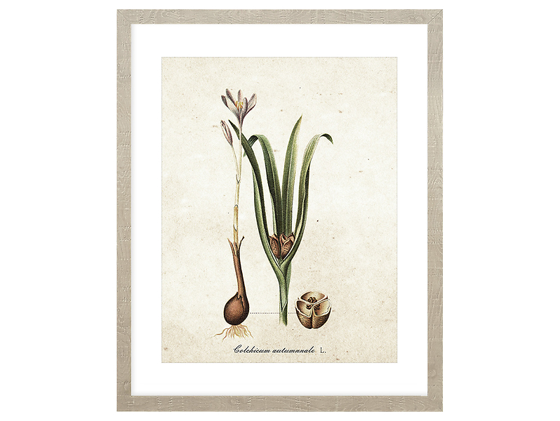 Obraz w ramie Botanical Plant No. 1 43x53 cm 230381