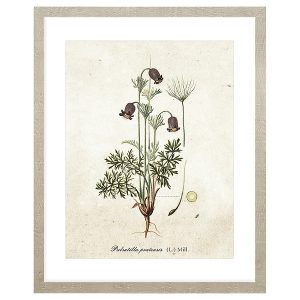Obraz w ramie Botanical Plant No. 2 43×53 cm 230382 Obraz w ramie Botanical Plant No. 2 43×53 cm 230382