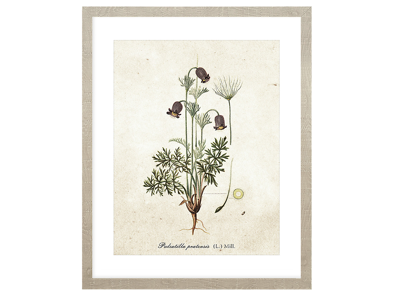 Obraz w ramie Botanical Plant No. 2 43x53 cm 230382