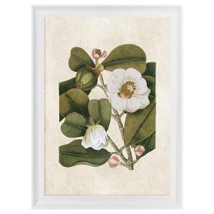 Obraz w ramie Botanical White Flower No. 1 58×68 cm 230407 Obraz w ramie Botanical White Flower No. 1 58×68 cm 230407