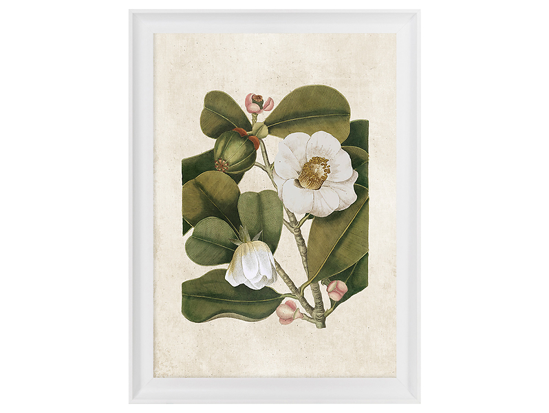 Obraz w ramie Botanical White Flower No. 1 58x68 cm 230407