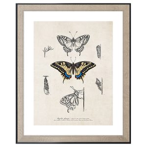 Obraz w ramie Butterfly Life Cycle 46×56 cm 230388 Obraz w ramie Butterfly Life Cycle 46×56 cm 230388