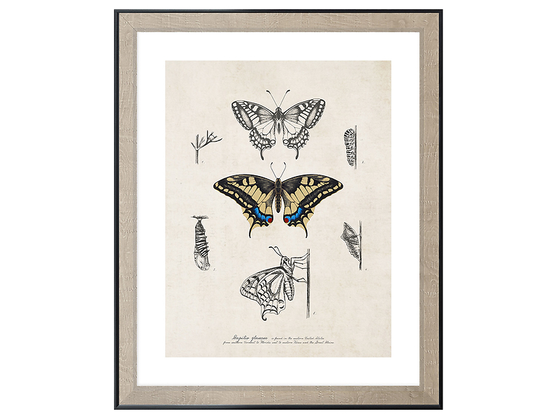 Obraz w ramie Butterfly Life Cycle 46x56 cm 230388