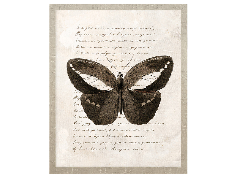 Obraz w ramie Butterfly Thoughts No. 1 43x53 cm 230386