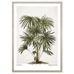 Obraz w ramie Cabbage – Tree Palm 53×73 cm 230402 Obraz w ramie Cabbage – Tree Palm 53×73 cm 230402