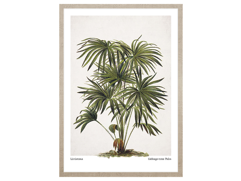 Obraz w ramie Cabbage - Tree Palm 53x73 cm 230402