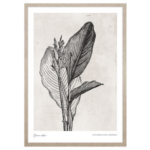 Obraz w ramie Canna Indica Leaves 53×73 cm 230399 Obraz w ramie Canna Indica Leaves 53×73 cm 230399