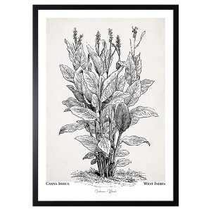 Obraz w ramie Canna Indica Plant 53×73 cm 230397 Obraz w ramie Canna Indica Plant 53×73 cm 230397