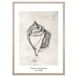 Obraz w ramie Conus Sea Shell 53×73 cm 230418 Obraz w ramie Conus Sea Shell 53×73 cm 230418
