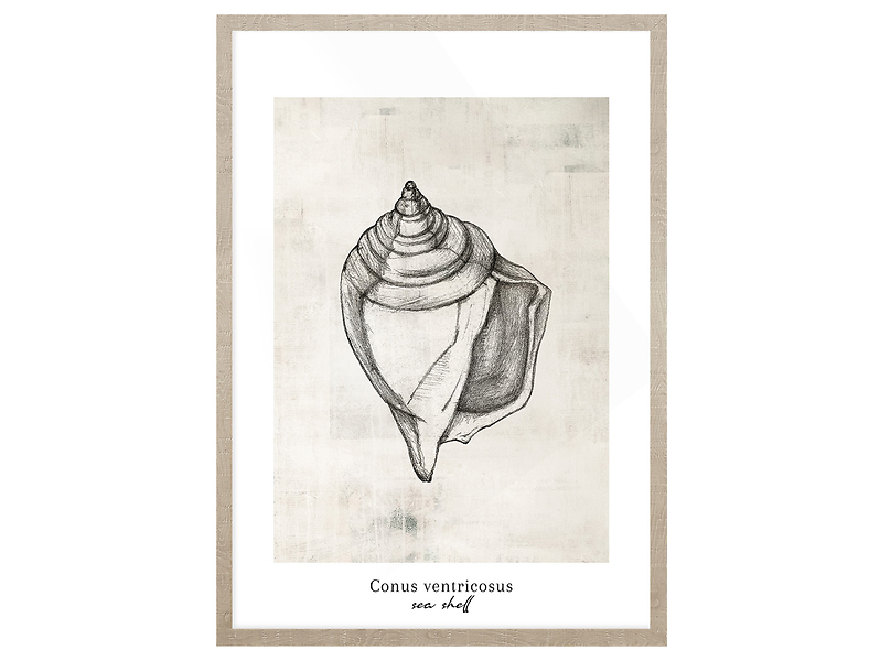 Obraz w ramie Conus Sea Shell 53x73 cm 230418