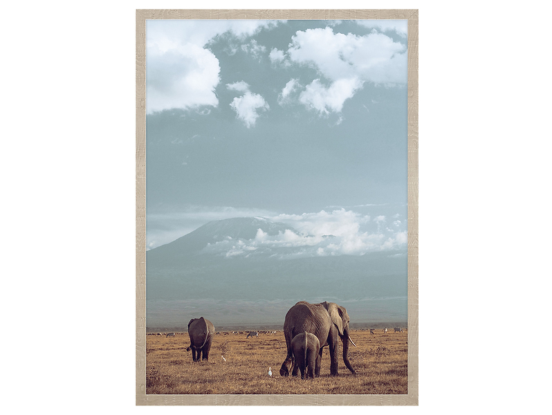 Obraz w ramie Elephant Family 53x73 cm 230572