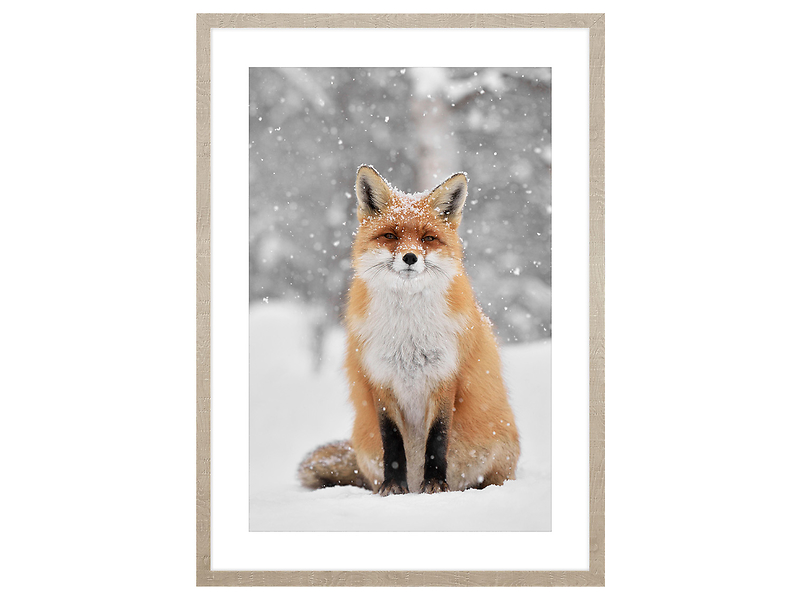 Obraz w ramie Fox In The Winter Scenery 53x73 cm 230565