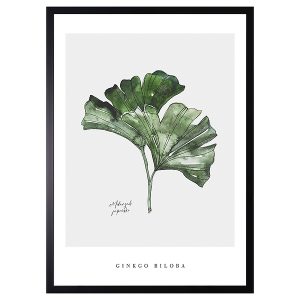 Obraz w ramie Ginkgo Biloba Watercolor Art. 53×73 cm 230405 Obraz w ramie Ginkgo Biloba Watercolor Art. 53×73 cm 230405