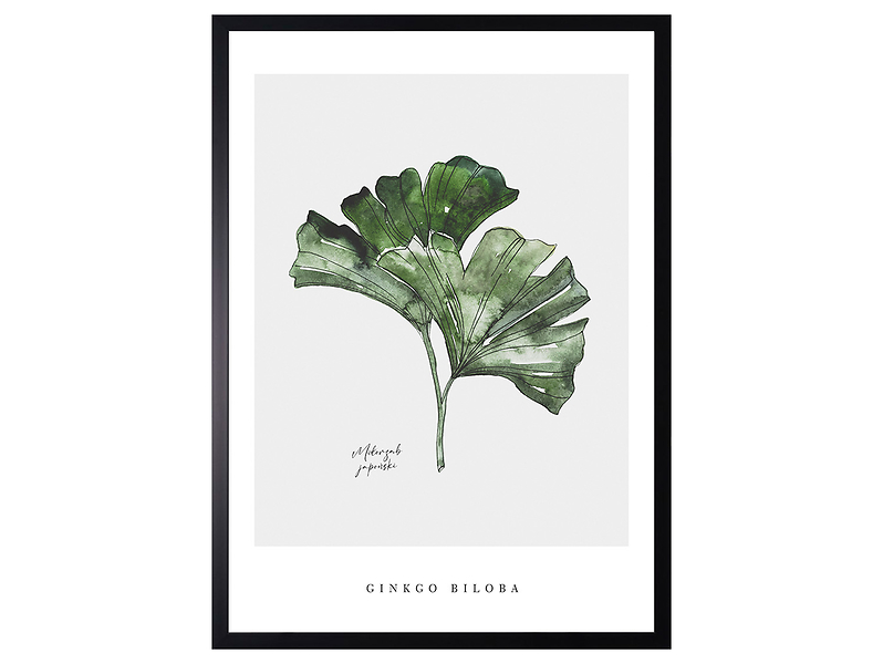 Obraz w ramie Ginkgo Biloba Watercolor Art. 53x73 cm 230405