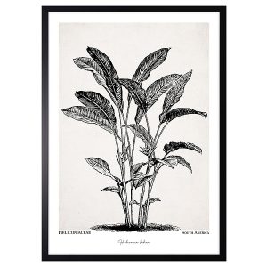 Obraz w ramie Heliconiaceae Plant 53×73 cm 230398
