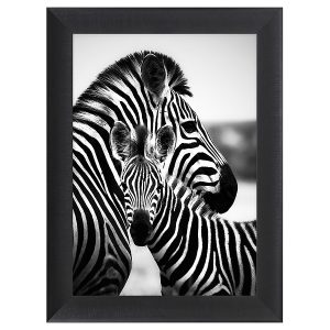 Obraz w ramie Hugging Zebras 62×82 cm 230575 Obraz w ramie Hugging Zebras 62×82 cm 230575