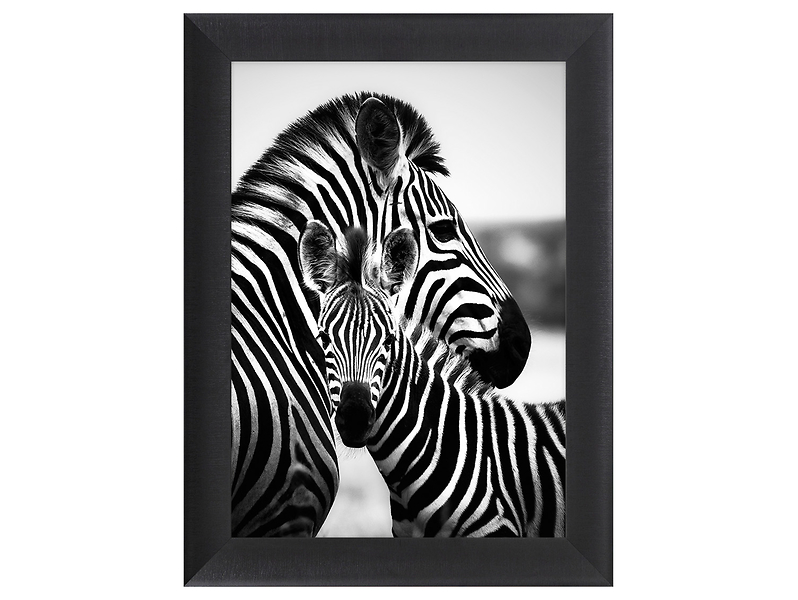 Obraz w ramie Hugging Zebras 62x82 cm 230575