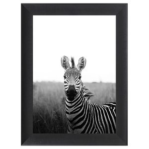 Obraz w ramie Intriguing Zebra 62×82 cm 230576
