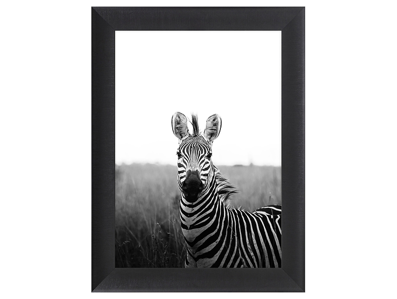 Obraz w ramie Intriguing Zebra 62x82 cm 230576