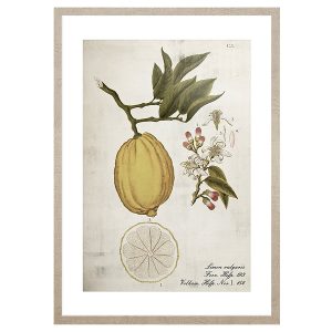 Obraz w ramie Lemonade Life Cycle 53×73 cm 230409 Obraz w ramie Lemonade Life Cycle 53×73 cm 230409