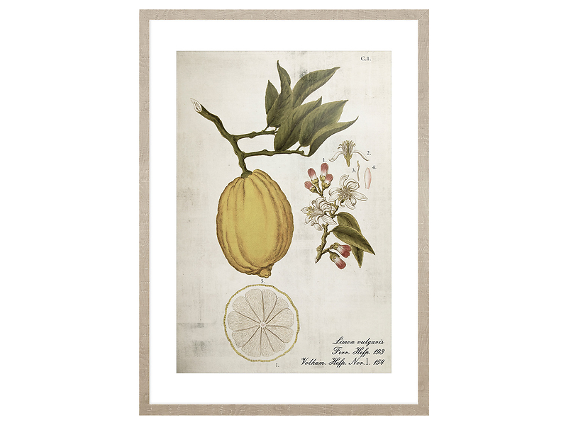 Obraz w ramie Lemonade Life Cycle 53x73 cm 230409